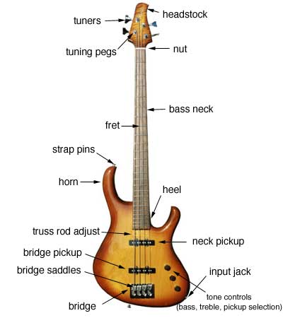 anatomy_bass_e.jpg
